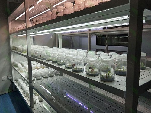 深圳植物组织培养实验室设计建设方案